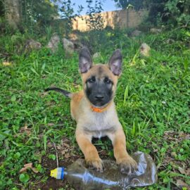 Belgian Malinois Puppy - Cooper