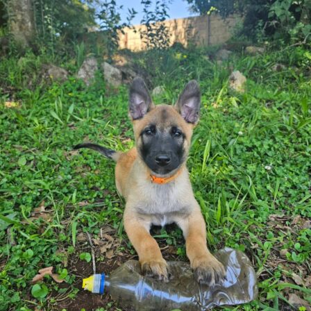 Belgian Malinois Puppy - Cooper