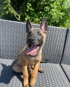 Lilly - Belgian Malinois Puppy