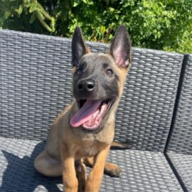 Lilly - Belgian Malinois Puppy