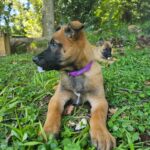 Belgian Malinois Puppy Luna