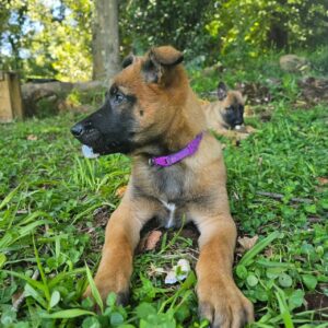 Luna - Belgian Malinois Puppy