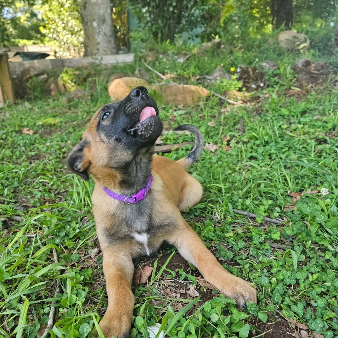 Mary Belgian Malinois Puppies