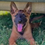 Pat - Belgian Malinois Puppy