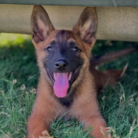 Pat - Belgian Malinois Puppy