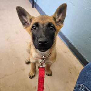 Scarlet - Belgian Malinois Puppy