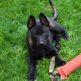 Smoke - Belgian Malinois Puppy