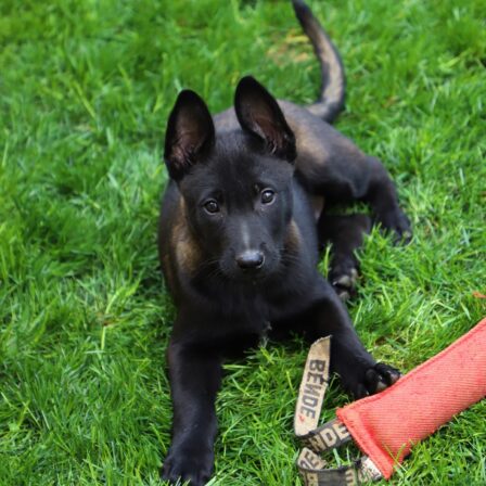 Smoke - Belgian Malinois Puppy