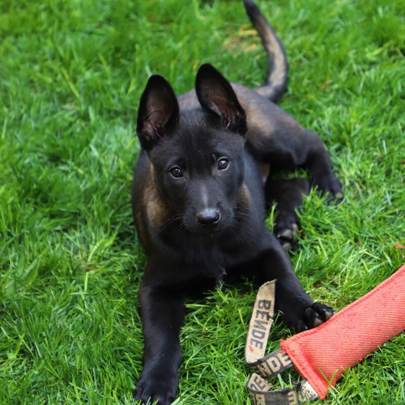 Smoke - Belgian Malinois Puppy