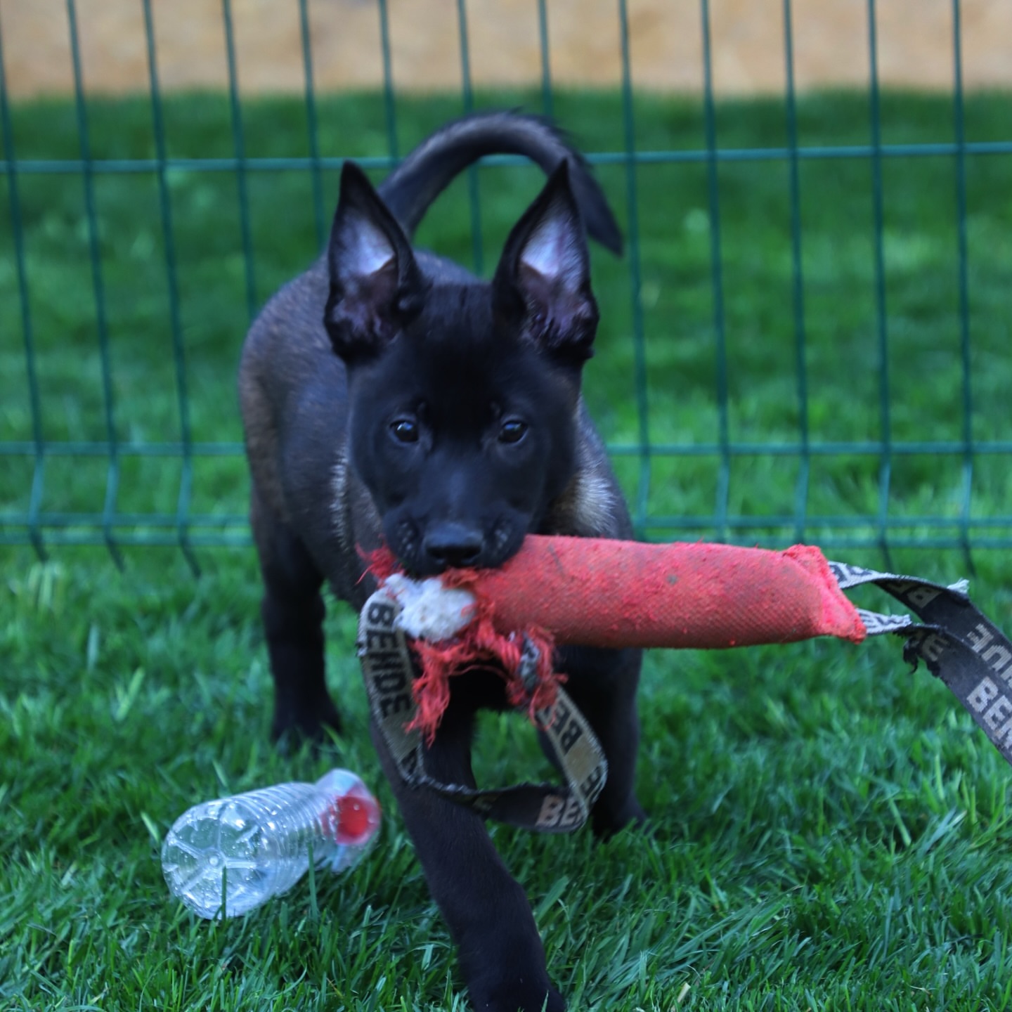 Mary Belgian Malinois Puppies
