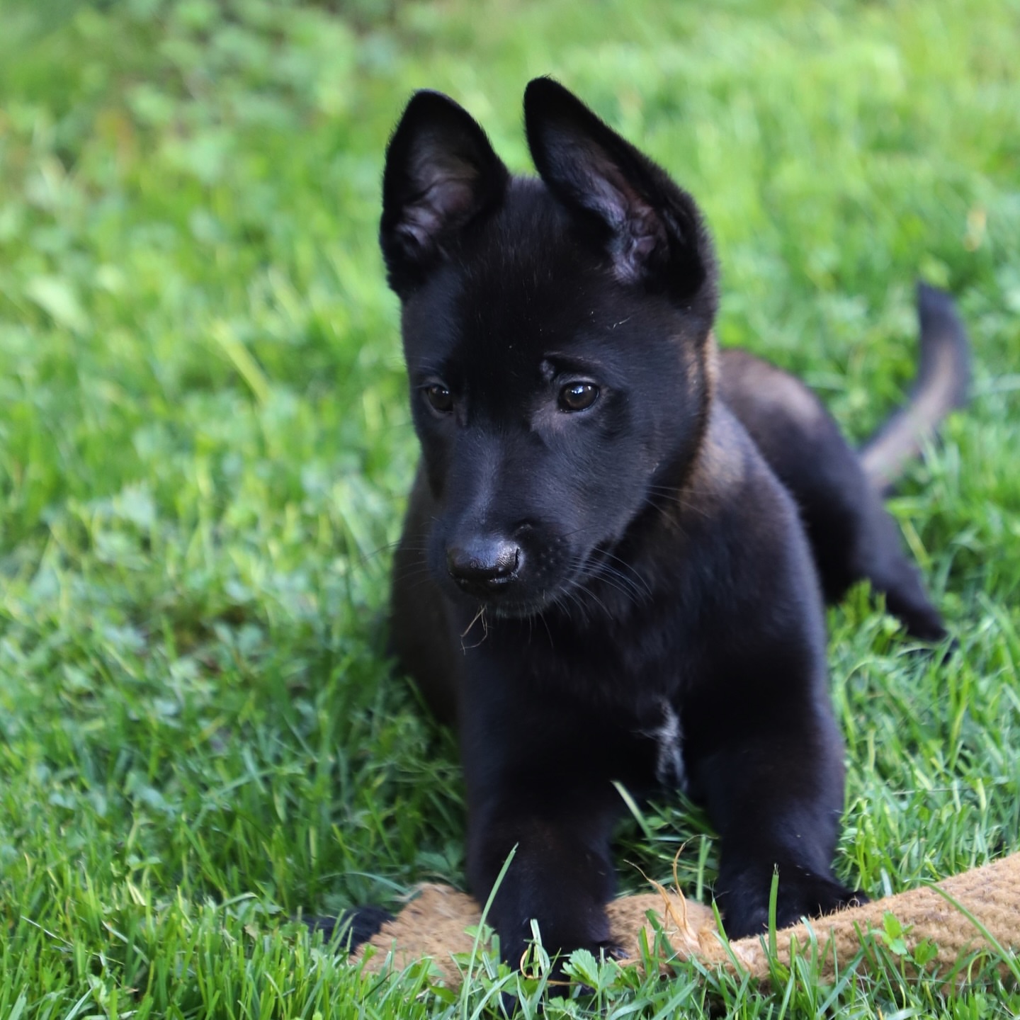 Mary Belgian Malinois Puppies