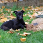 Ziggy - Belgian Malinois Puppy
