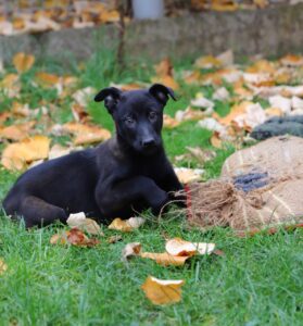 Ziggy - Belgian Malinois Puppy