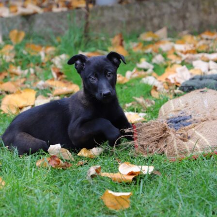 Ziggy - Belgian Malinois Puppy