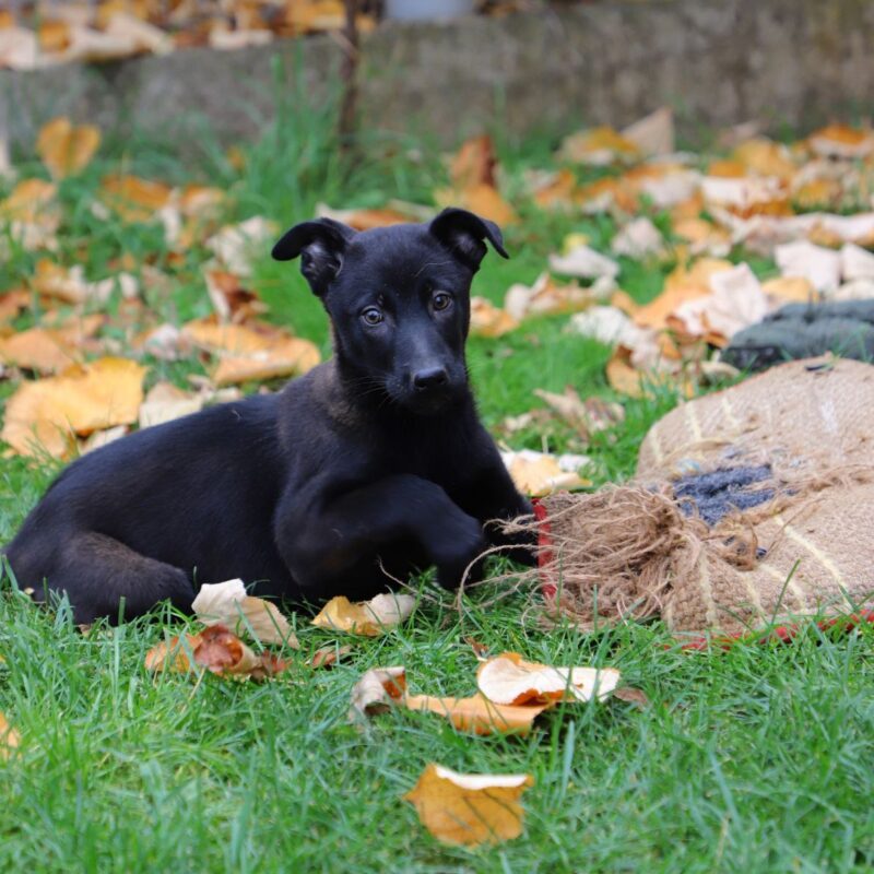 Ziggy - Belgian Malinois Puppy