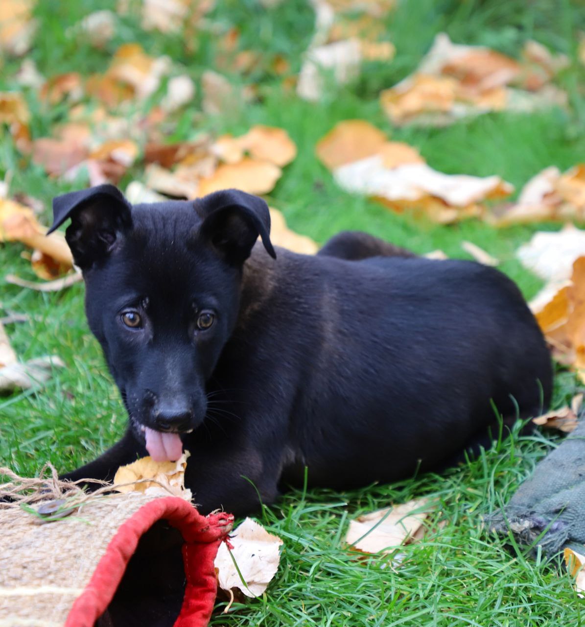 Mary Belgian Malinois Puppies