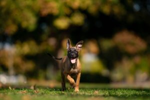 Duke - Belgian Malinois Puppy