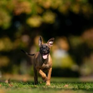 Duke - Belgian Malinois Puppy