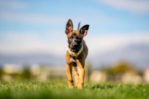 Mary - Belgian Malinois Puppy
