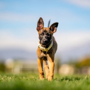 Mary - Belgian Malinois Puppy