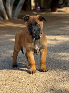Storm - Belgian Malinois Puppy