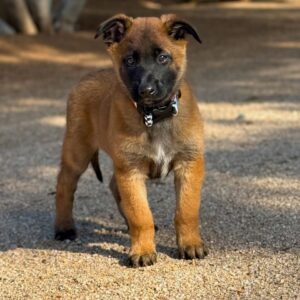 Storm - Belgian Malinois Puppy